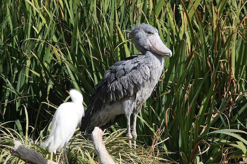 Shoebill (Uganda and South Sudan)