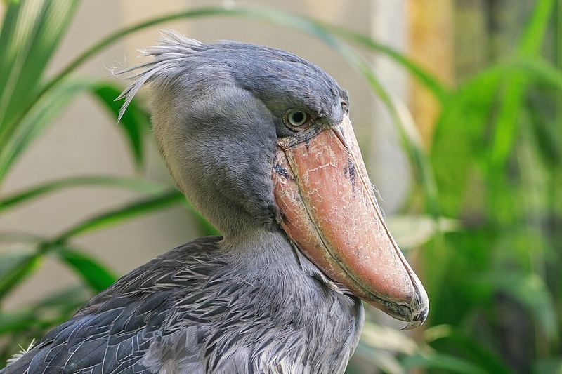 Shoebill