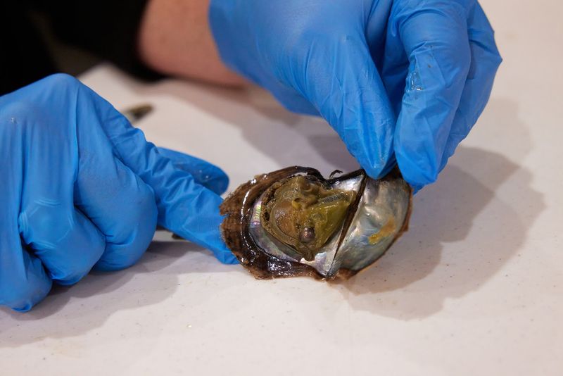Shucking Your Own Oyster for a Real Pearl Shucking Your Own Oyster for a Real Pearl