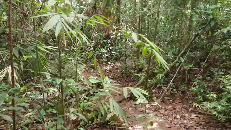 Sinharaja Forest Reserve, Sabaragamuwa Province, Sri Lanka