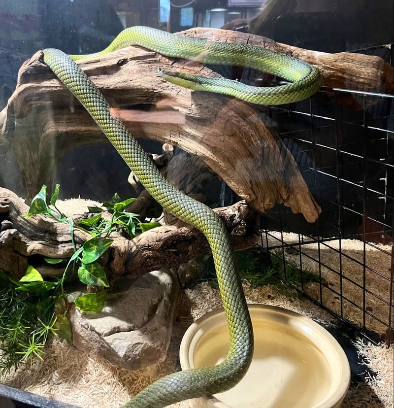 Snake Handling Is Still Part Of The Experience