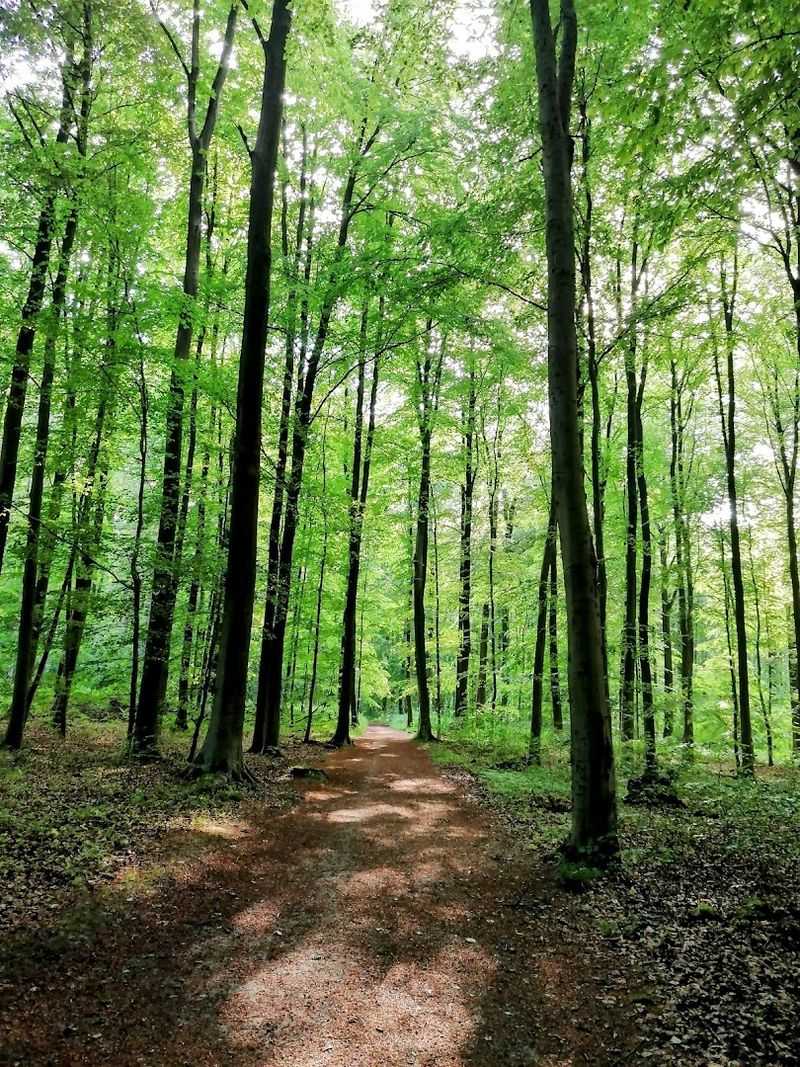 Sonian Forest, Brussels, Belgium