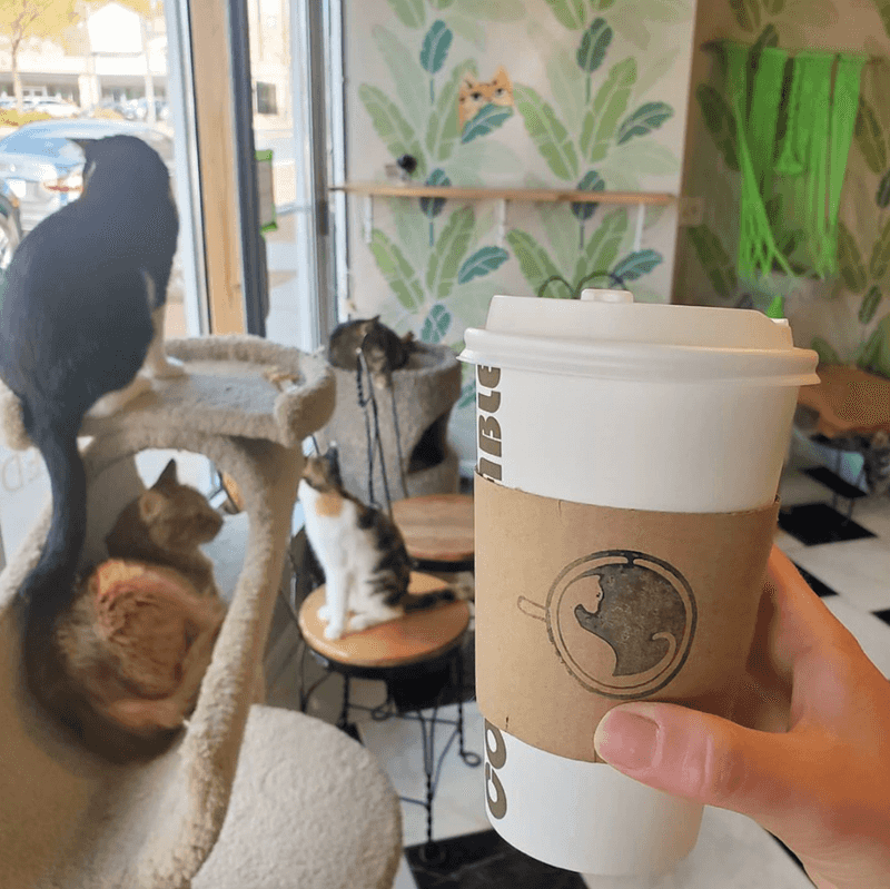 Special Occasions and Memorable Outings at the Cat Cafe Special Occasions and Memorable Outings at the Cat Cafe