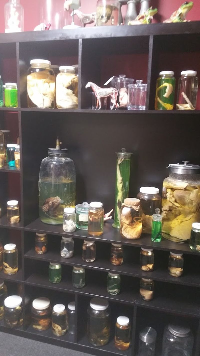 Specimen Jars and the Art of Preserved Curiosities