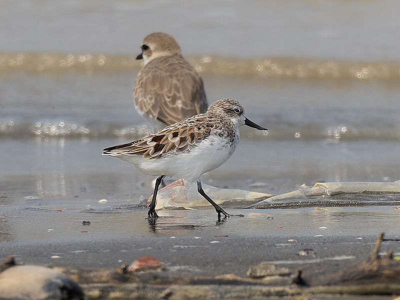Spoon-billed Sandpiper (Russia and Southeast Asia)