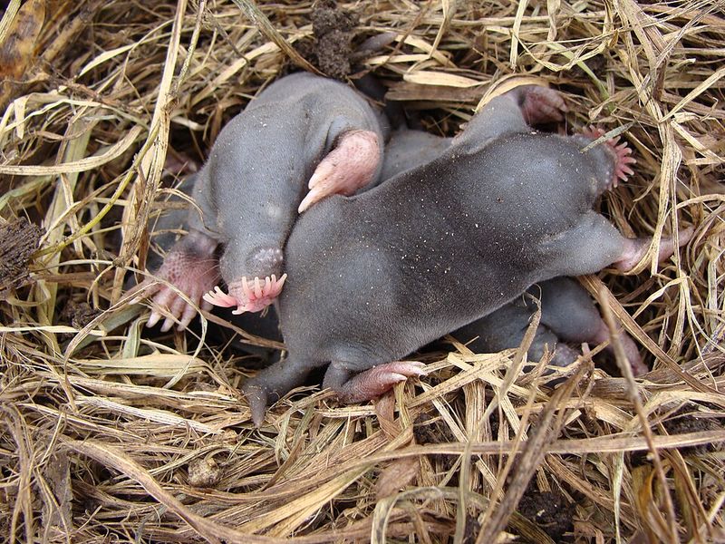 Star-Nosed Mole Star-Nosed Mole