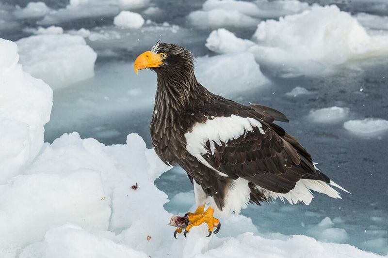 Steller's Sea Eagle (Russia and Japan)