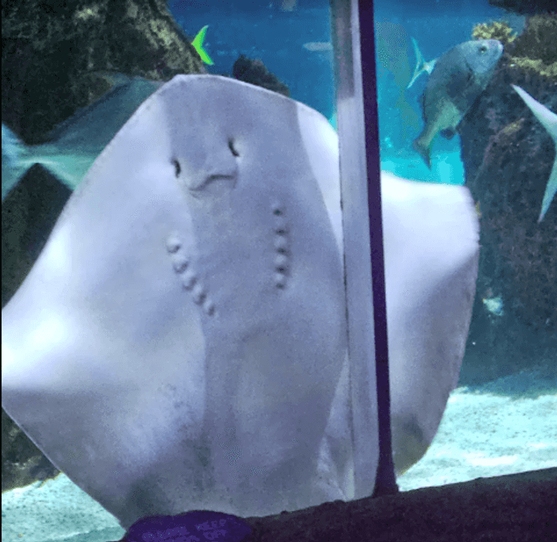 Stingrays Gliding Right Past Your Table Stingrays Gliding Right Past Your Table