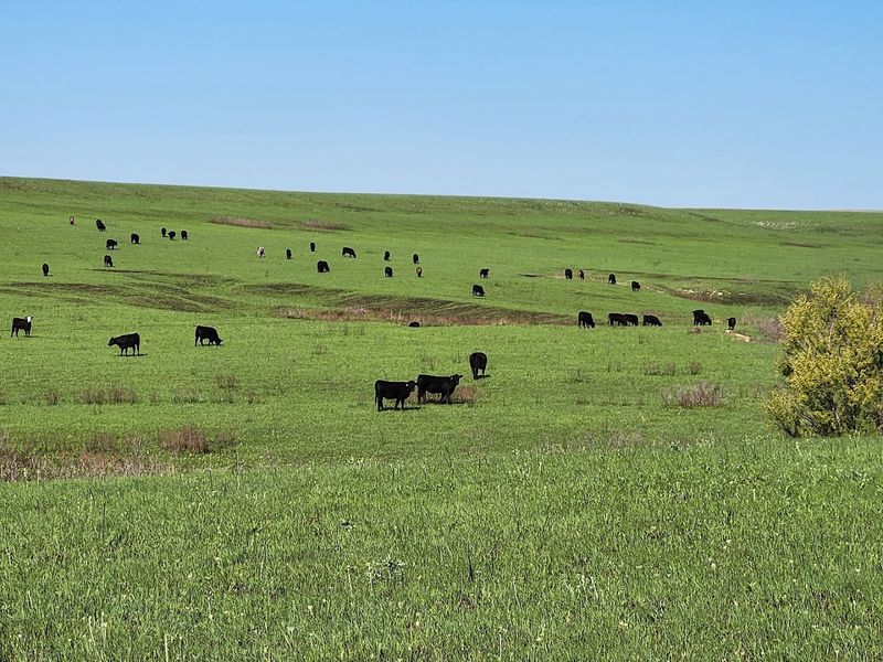 Strong City, Kansas: Tallgrass Prairie National Preserve Strong City, Kansas: Tallgrass Prairie National Preserve