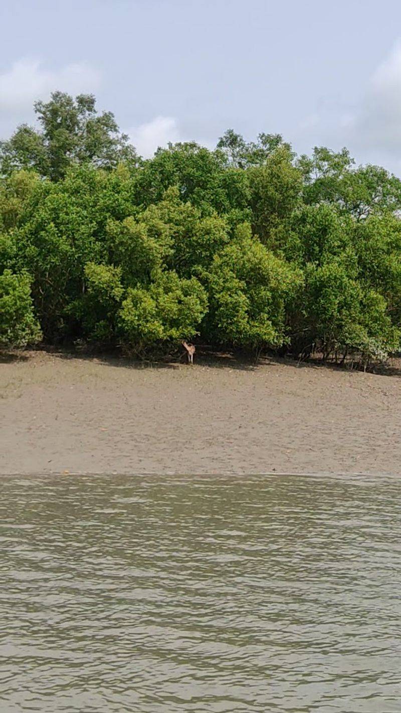 Sundarbans Mangrove Forest (India and Bangladesh) Sundarbans Mangrove Forest (India and Bangladesh)