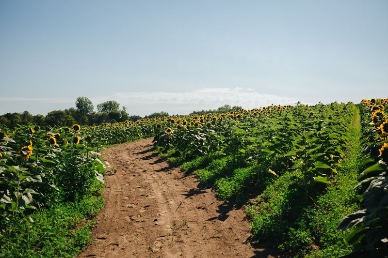 Sunflower Fields and Pick-Your-Own Flowers