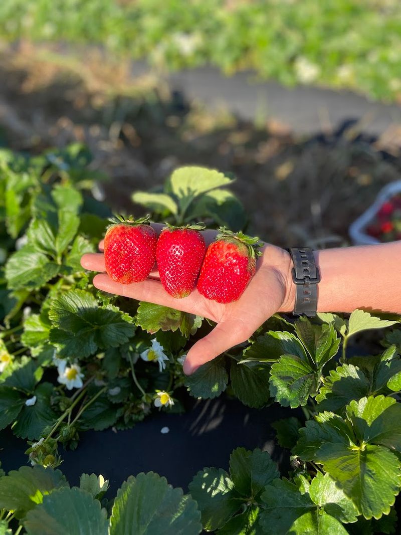Sunflowers, Strawberries, and More Seasonal Crops Sunflowers, Strawberries, and More Seasonal Crops