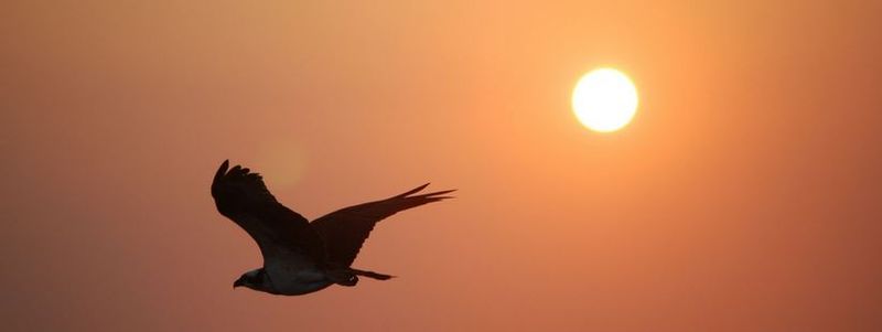 Sunset Tours: A Different Kind of Birding Experience Sunset Tours: A Different Kind of Birding Experience