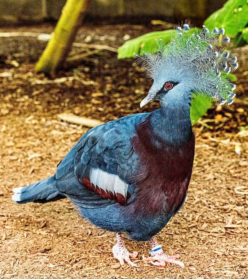 Sylvan Heights Bird Park — Scotland Neck, North Carolina