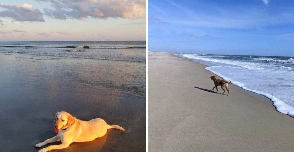 Tail-Wagging Adventures Await at These 12 Dog-Friendly Beaches Across North Carolina