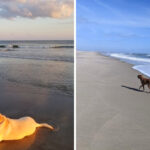 Tail-Wagging Adventures Await at These 12 Dog-Friendly Beaches Across North Carolina