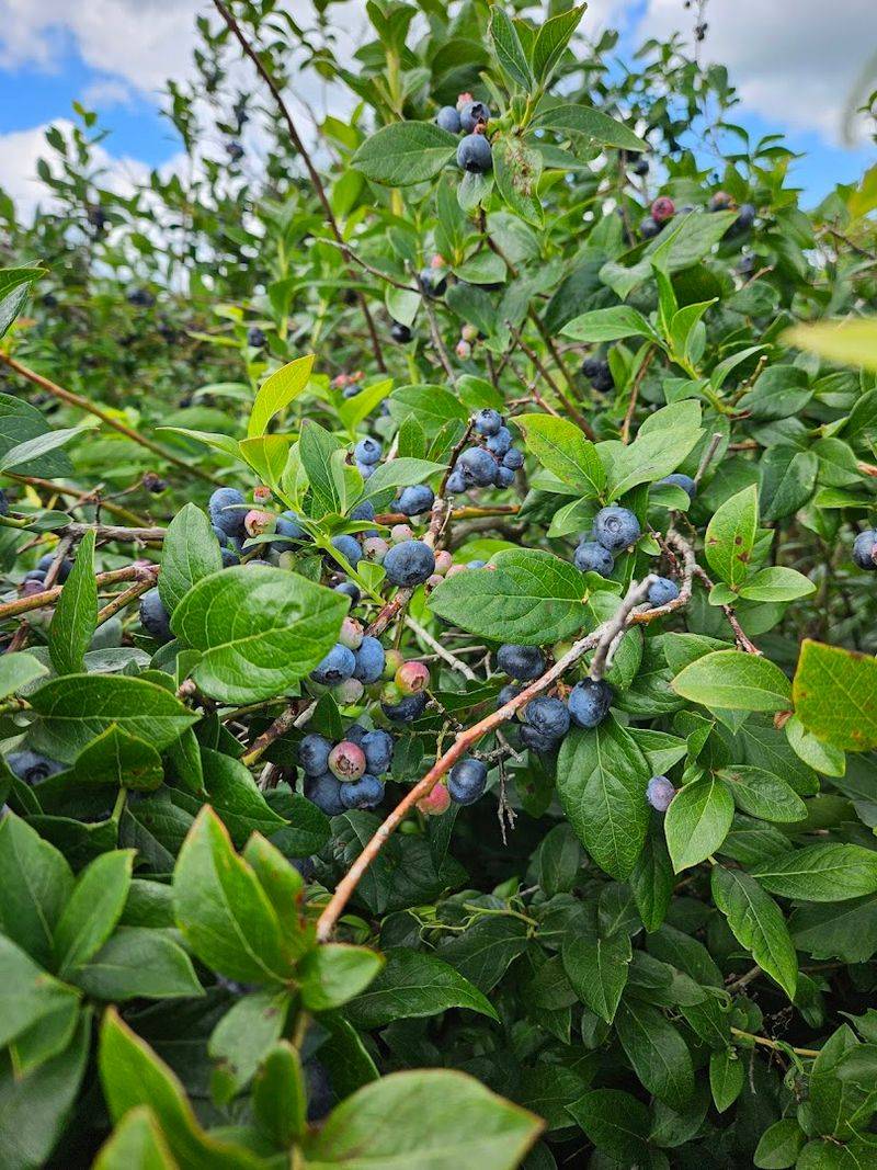 Tammen Treeberry Farm — Wilmington, Illinois