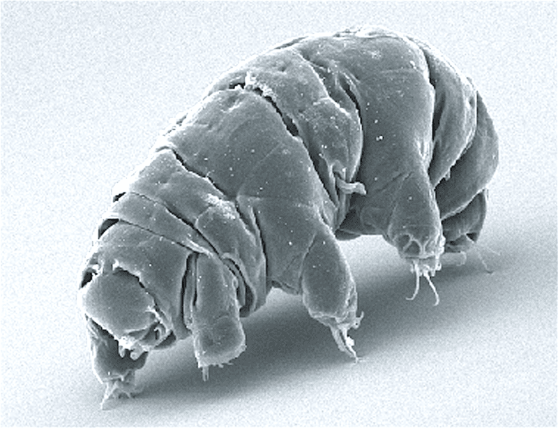 Tardigrades Can Survive Outer Space Tardigrades Can Survive Outer Space
