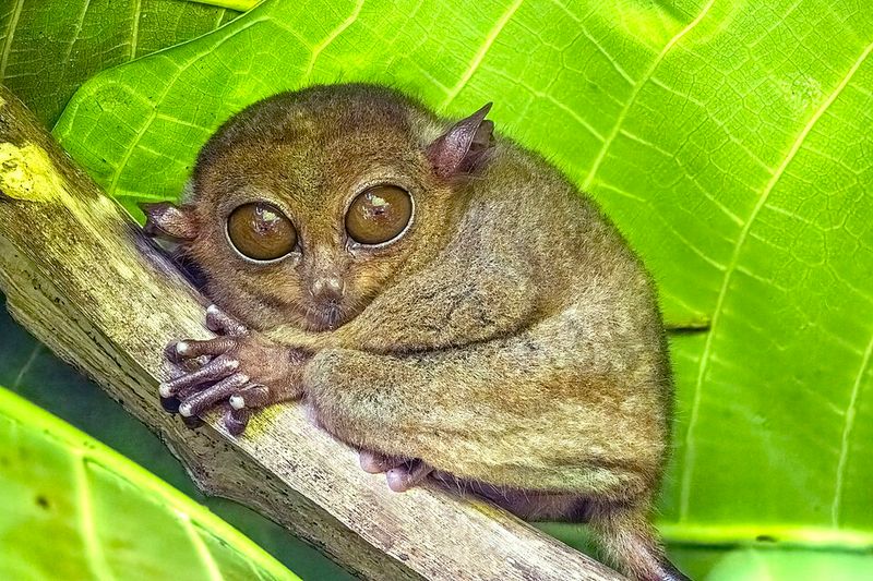 Tarsier