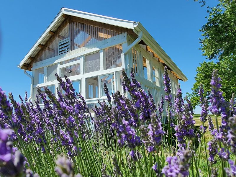 Tenderloin Farms Lavender - Edwardsville, Illinois Tenderloin Farms Lavender - Edwardsville, Illinois