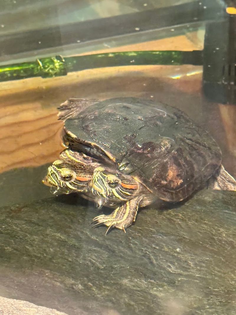 That Two-Headed Turtle Is Exactly What You Think It Is