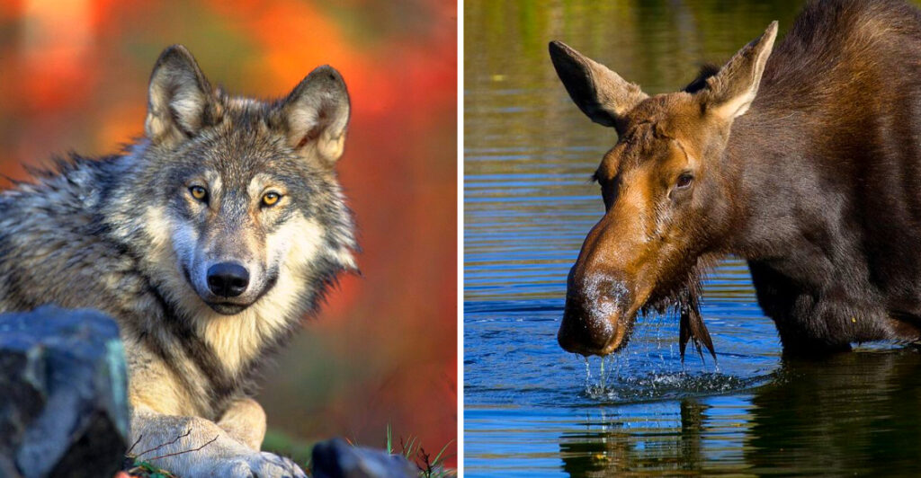 The 12 Most Dangerous Wild Animals in the United States