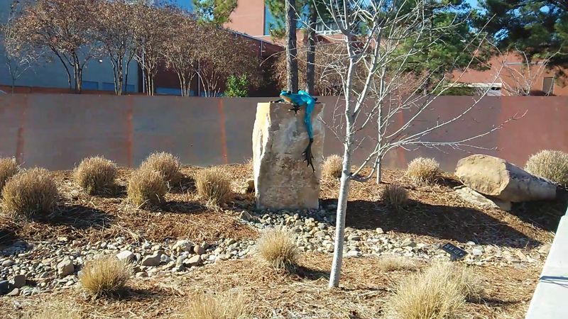 The 2017 Expansion: When the Garden Got Bigger and Bolder