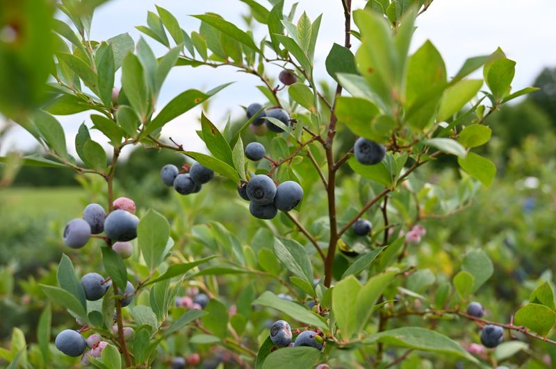 The $4 Per Pound Blueberries That Keep People Coming Back