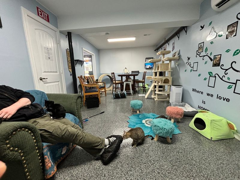 The 50-Minute Cat Room Experience
