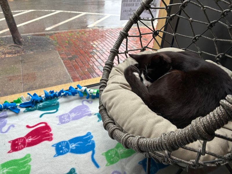 The Adoptable Cats Are the Real Heart of the Mission The Adoptable Cats Are the Real Heart of the Mission