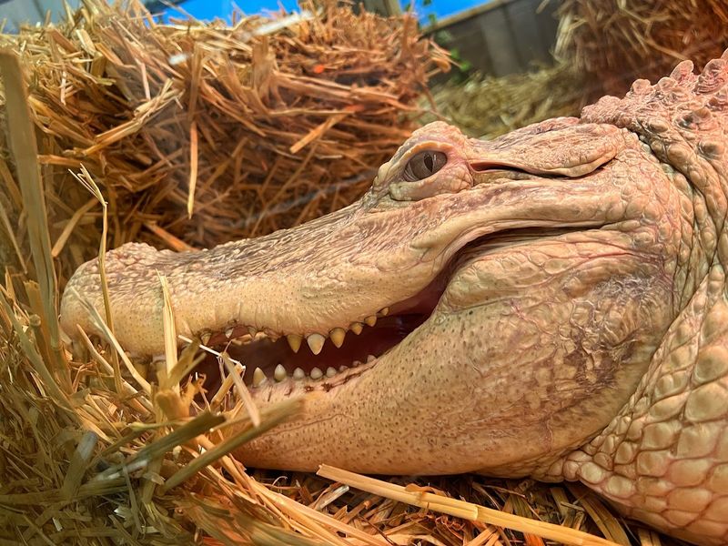 The Albino Alligator Deserves Its Own Moment