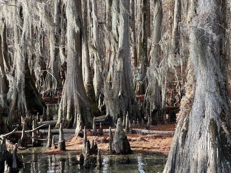The Ancient Cypress Trees That Make Every Trail Feel Otherworldly The Ancient Cypress Trees That Make Every Trail Feel Otherworldly