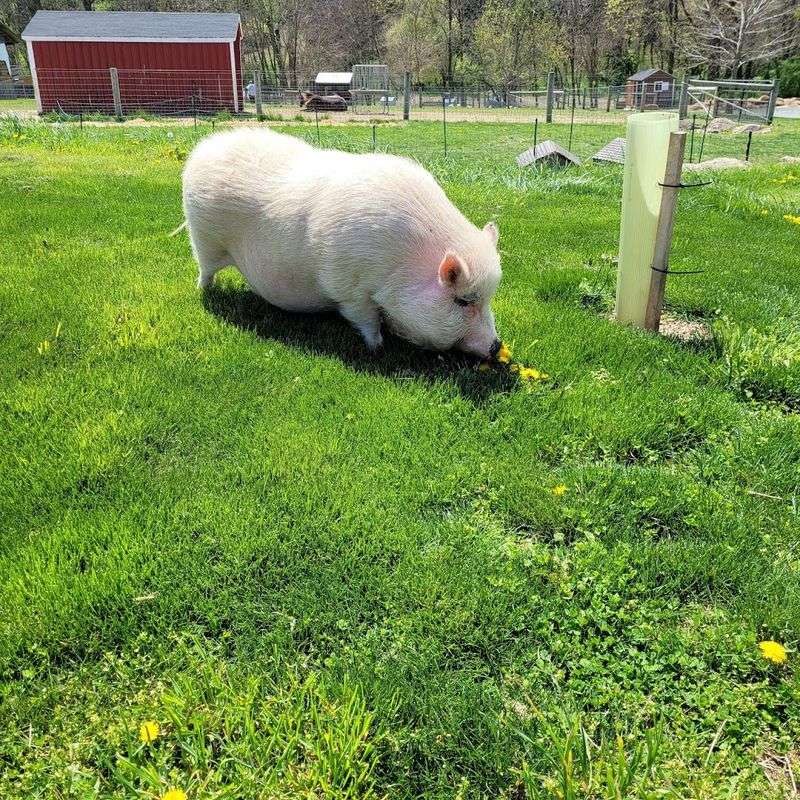The Animals Who Call This Place Home