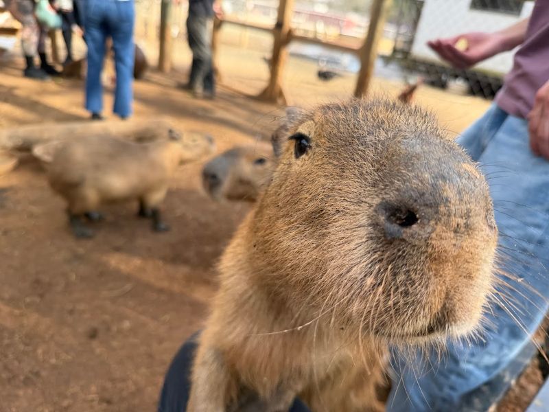 The Animals You Will Meet Up Close