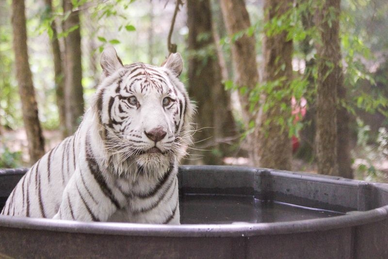 The Animals You Will Meet on a Daytime Tour The Animals You Will Meet on a Daytime Tour