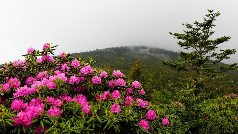 The Appalachian Trail Connection The Appalachian Trail Connection
