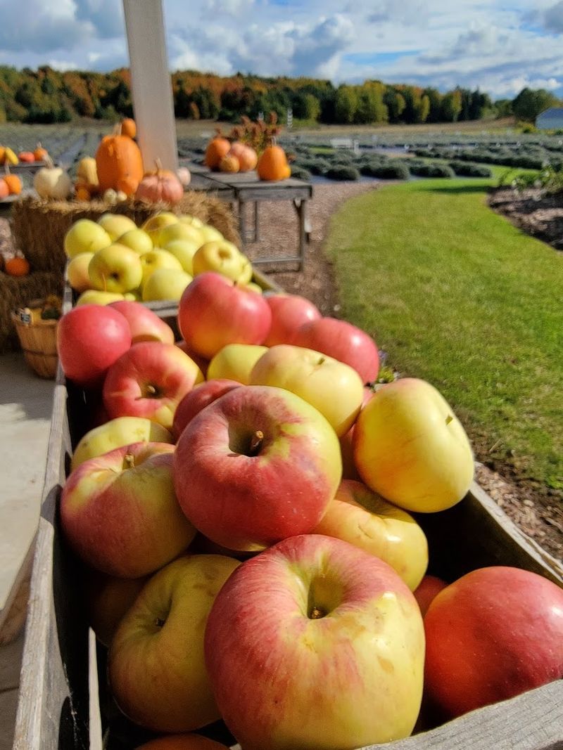 The Apple Orchard You Might Not Know Is Back There The Apple Orchard You Might Not Know Is Back There
