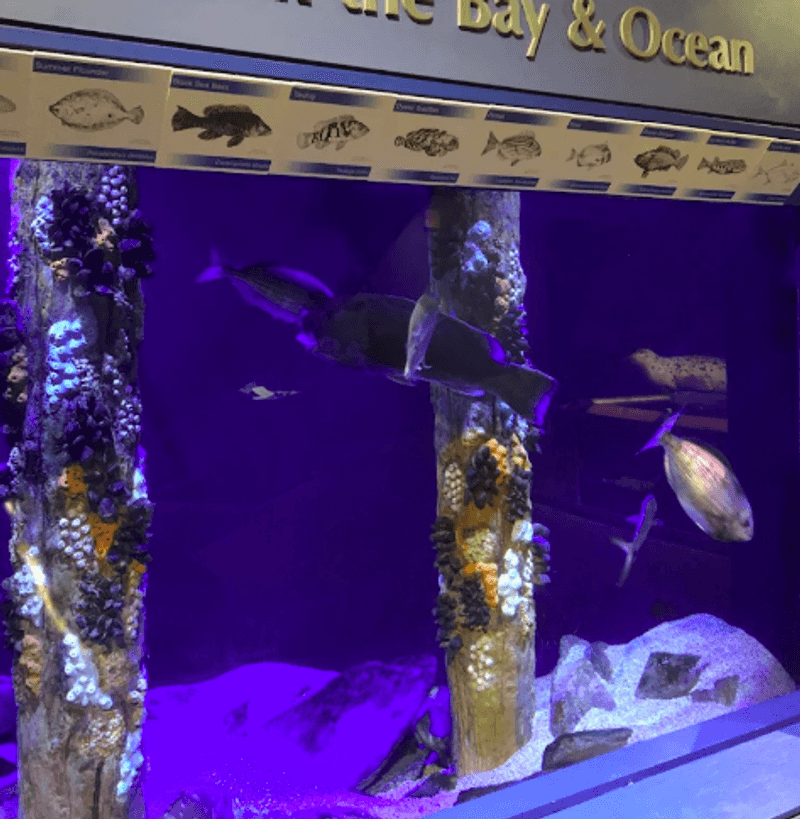 The Aquarium Inside: Small Tank, Big Stories The Aquarium Inside: Small Tank, Big Stories