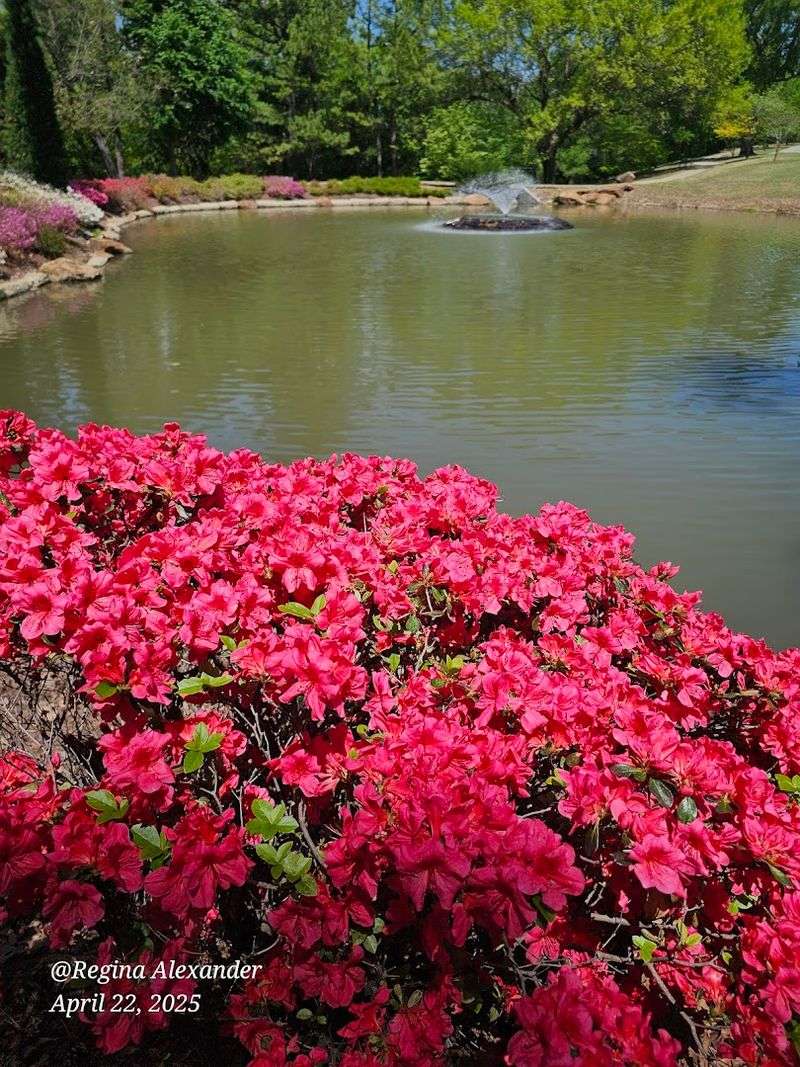 The Azalea Festival: A Floral Spectacle Like No Other The Azalea Festival: A Floral Spectacle Like No Other