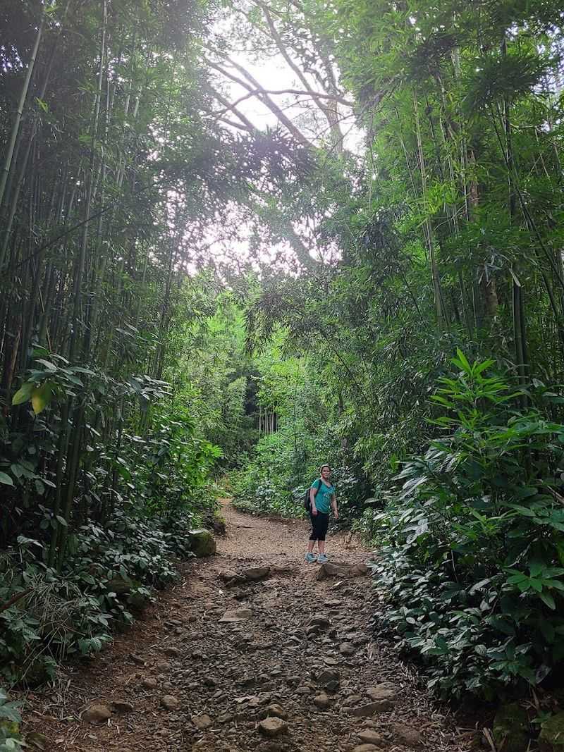 The Bamboo Grove That Steals the Show