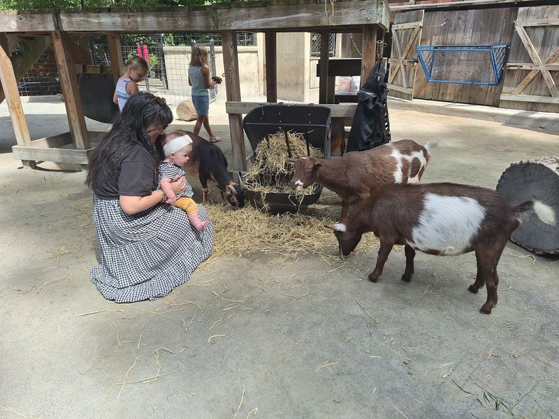 The Barnyard, the Goats, and the Joy of Slowing Down The Barnyard, the Goats, and the Joy of Slowing Down