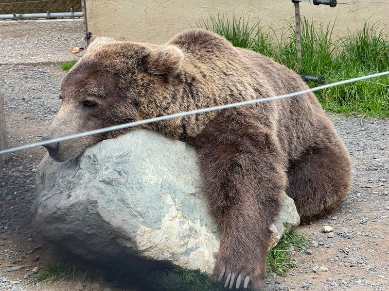 The Bears and Their Surprisingly Entertaining Personalities The Bears and Their Surprisingly Entertaining Personalities