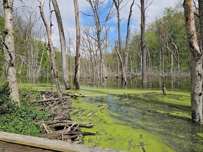 The Beaver Dam