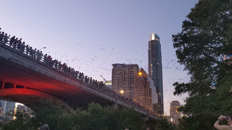 The Best Time of Year to See the Bats The Best Time of Year to See the Bats