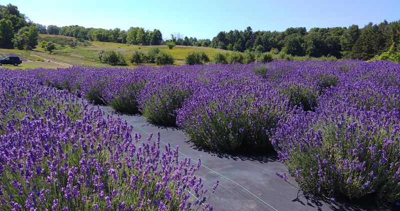 The Best Time of Year to Visit for Full Bloom The Best Time of Year to Visit for Full Bloom