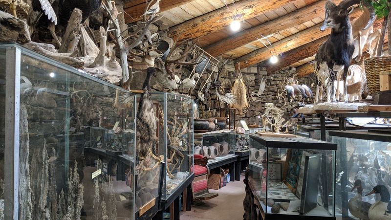 The Bird Museum: A Collection That Earns Its Nickname The Bird Museum: A Collection That Earns Its Nickname