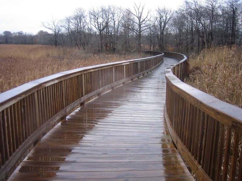 The Boardwalk Over the Swamp: A Trail Worth Every Step The Boardwalk Over the Swamp: A Trail Worth Every Step