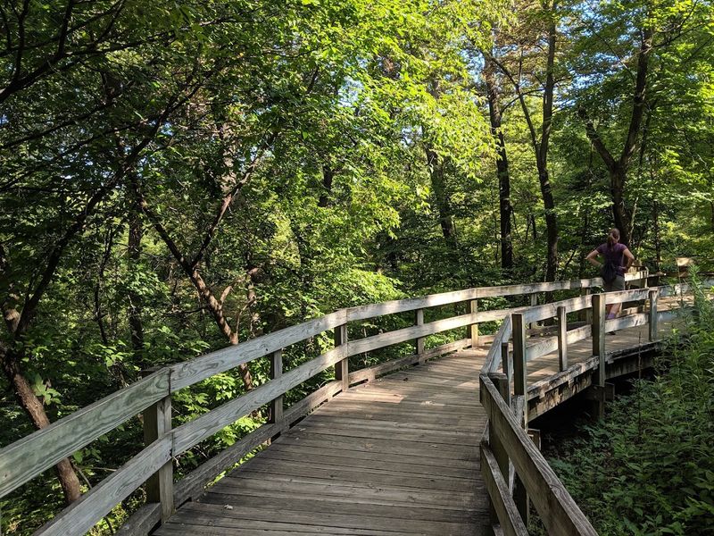 The Boardwalk That Changes How You See a Forest The Boardwalk That Changes How You See a Forest