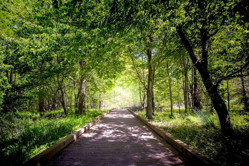 The Boardwalk Trail and What Waits at the End of It The Boardwalk Trail and What Waits at the End of It