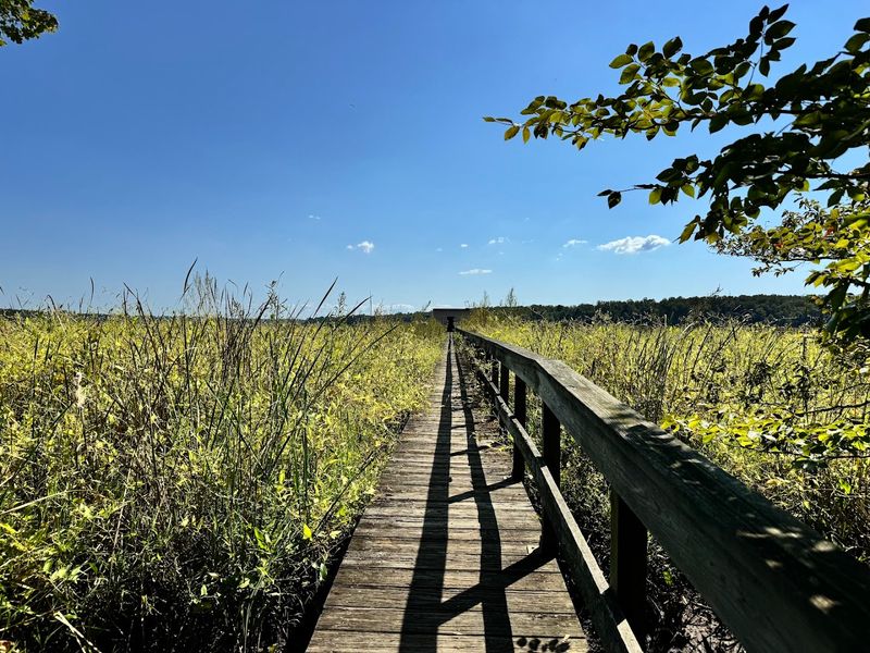 The Boardwalks Take You Right Into The Swamp